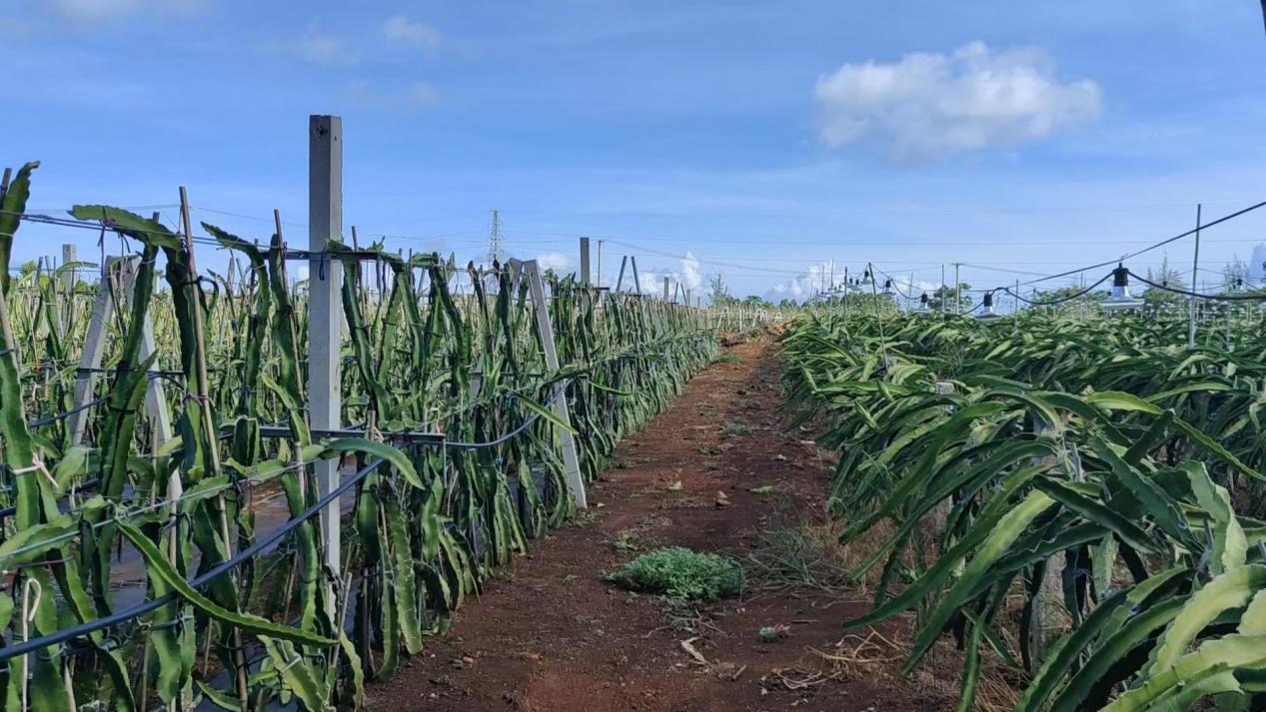 湛江火龙果双排定植技术,海南火龙果最新双排种植法