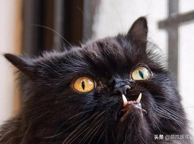 当一只猫有了脸,当一只猫长成了狗的样子