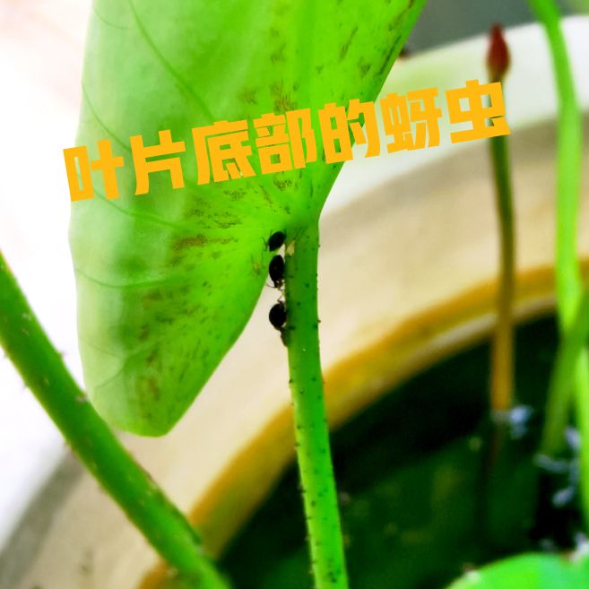 睡莲的正确摆放方法及禁忌,家庭养睡莲放哪里最好