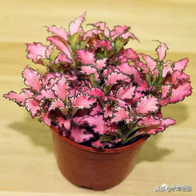30cm水陆缸适合养什么,水陆缸植物前景中景后景搭配介绍