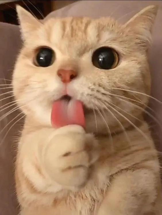 铲屎官进阶篇：猫咪常见病症及治疗方法，不再无从下手