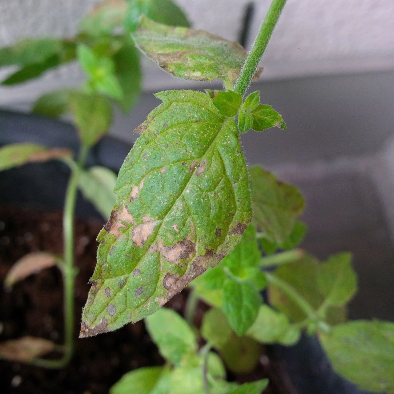 薄荷盆栽枯萎了一个星期怎么解决,薄荷黄叶枯萎怎么挽救