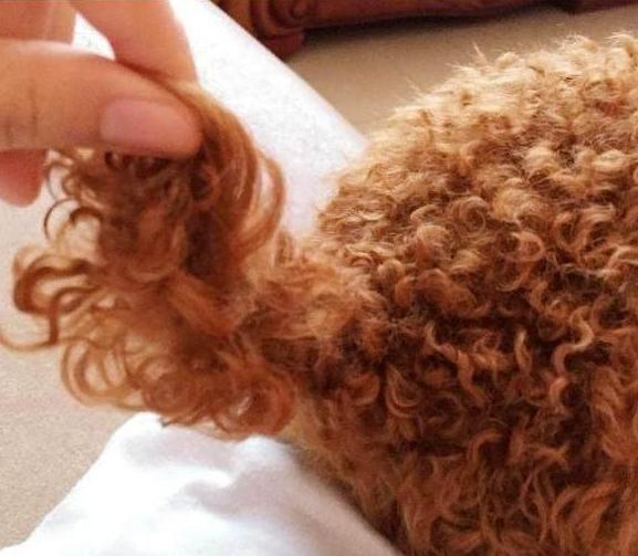 纯种泰迪犬脾气及介绍,纯种泰迪犬串串