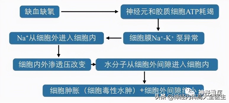 脑水肿是怎么形成,脑水肿和肾水肿的形成机制