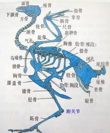 家禽常见疾病及检测方法书籍,家禽养殖疾病诊断