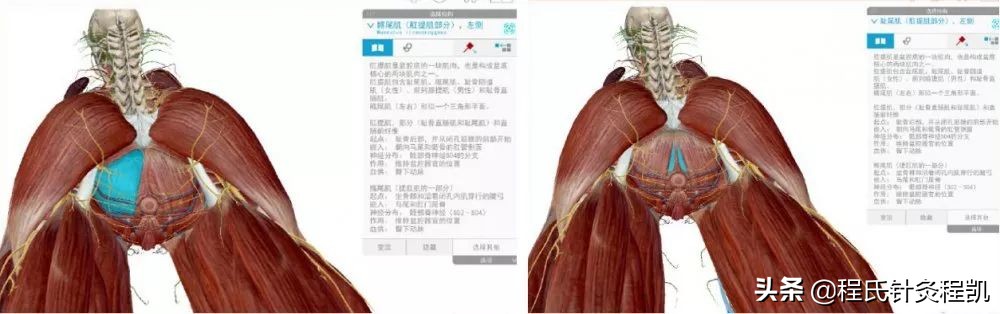 医师分享：什么是盆底肌，它在哪里？