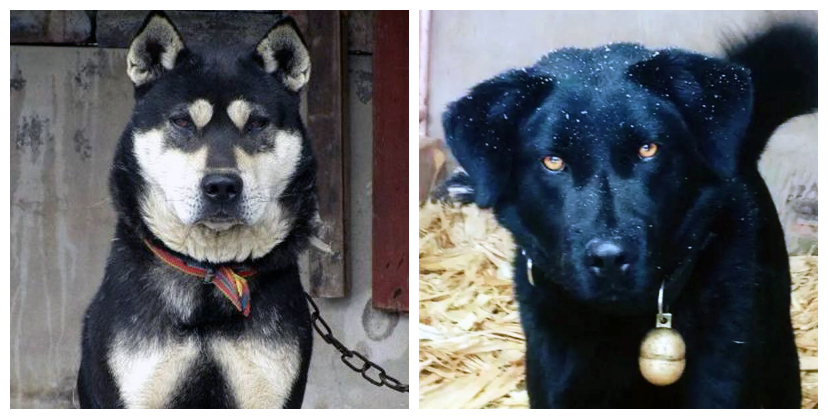 中华田园犬与古代田园犬,中华田园犬常识大全