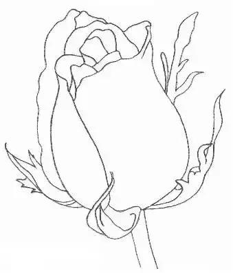 一幅素描玫瑰画如何加彩,玫瑰花束素描图片