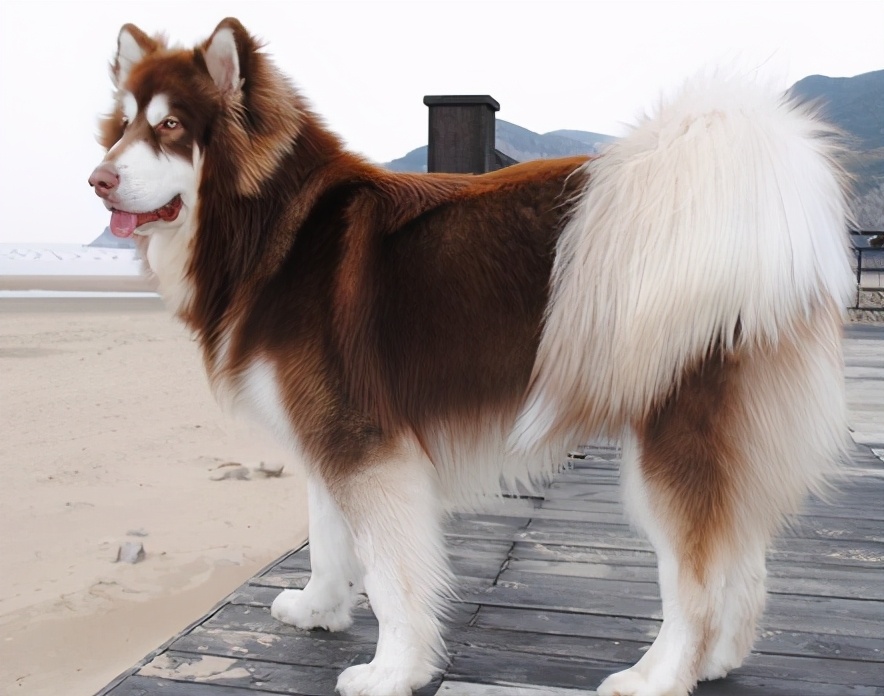 阿拉斯加犬身上有虫子该怎么办,阿拉斯加体内寄生虫怎么驱除