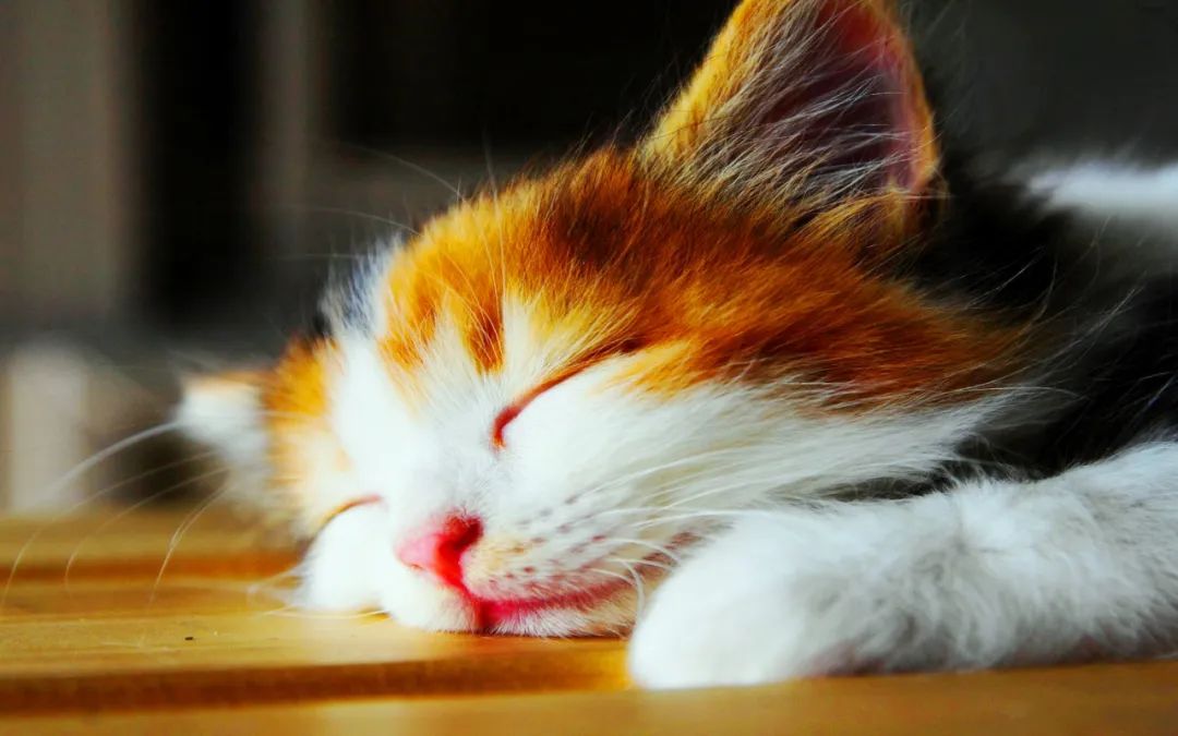 如何有效的抢救奄奄一息的小猫,怎么抢救15天的小猫