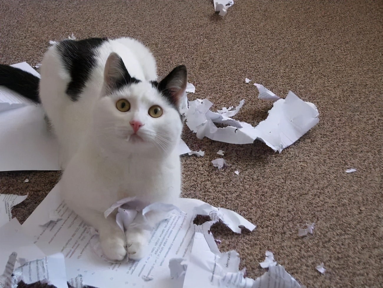 猫咪有这些表现说明它恨死你了,猫咪有这些表现说明它过得很幸福