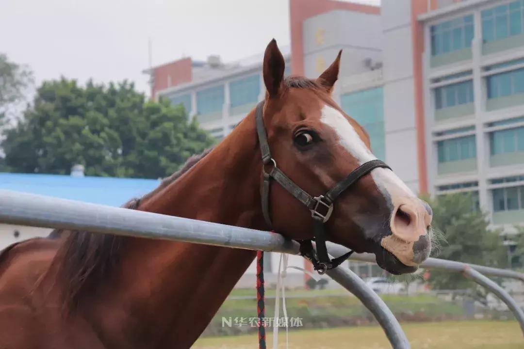 深圳养牛的真实经历,广东养牛的现状