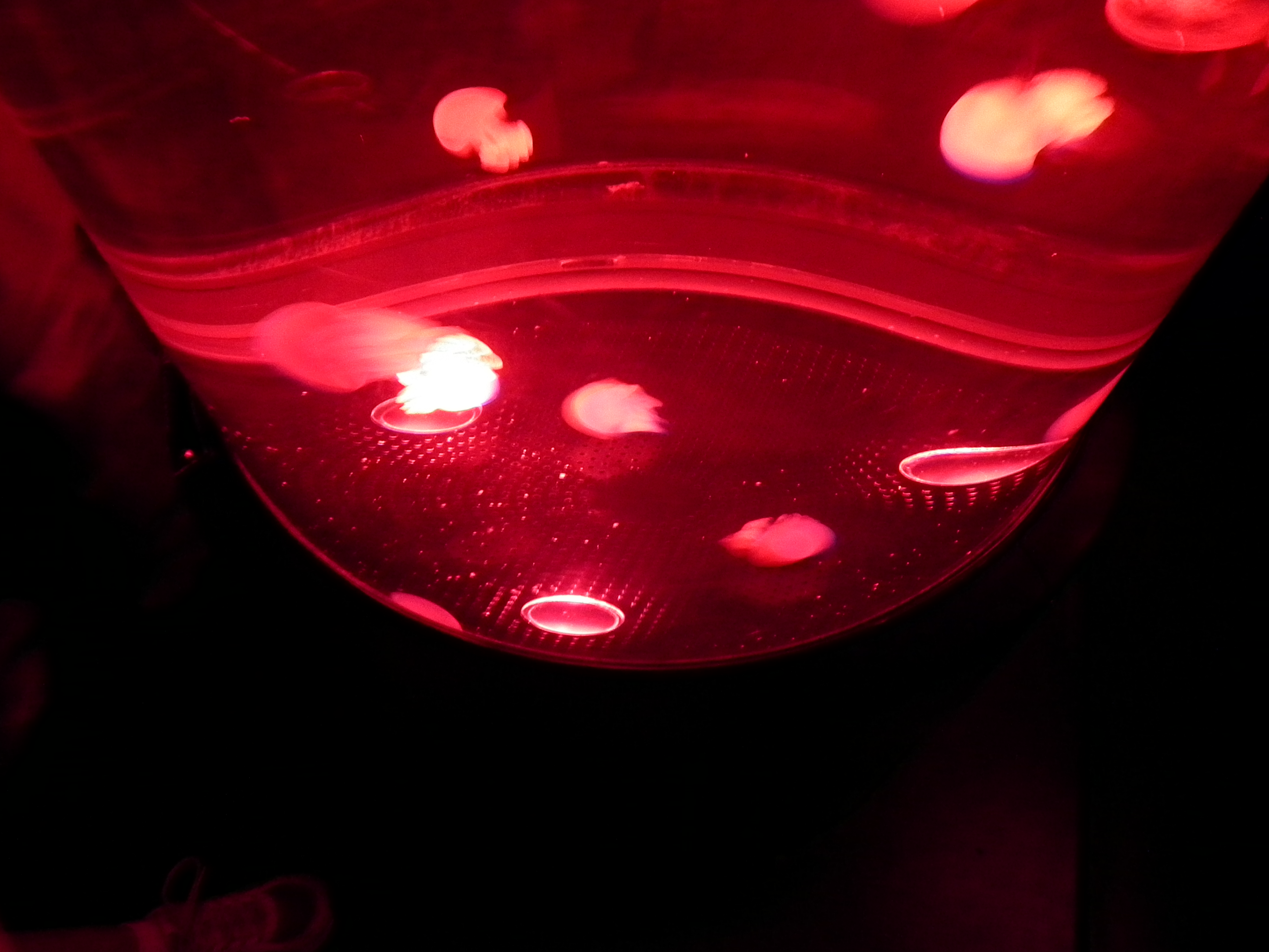 香港迪士尼海洋公园有什么项目,香港海洋迪士尼乐园