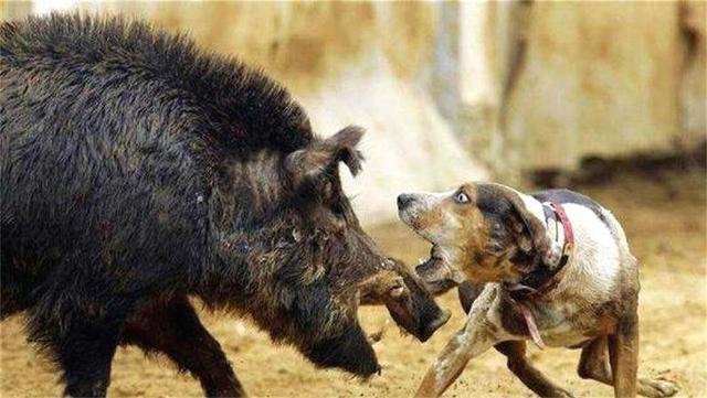 1个木箱3个人，“轻松”捕获野猪肉200多斤，为何野猪还如此猖狂