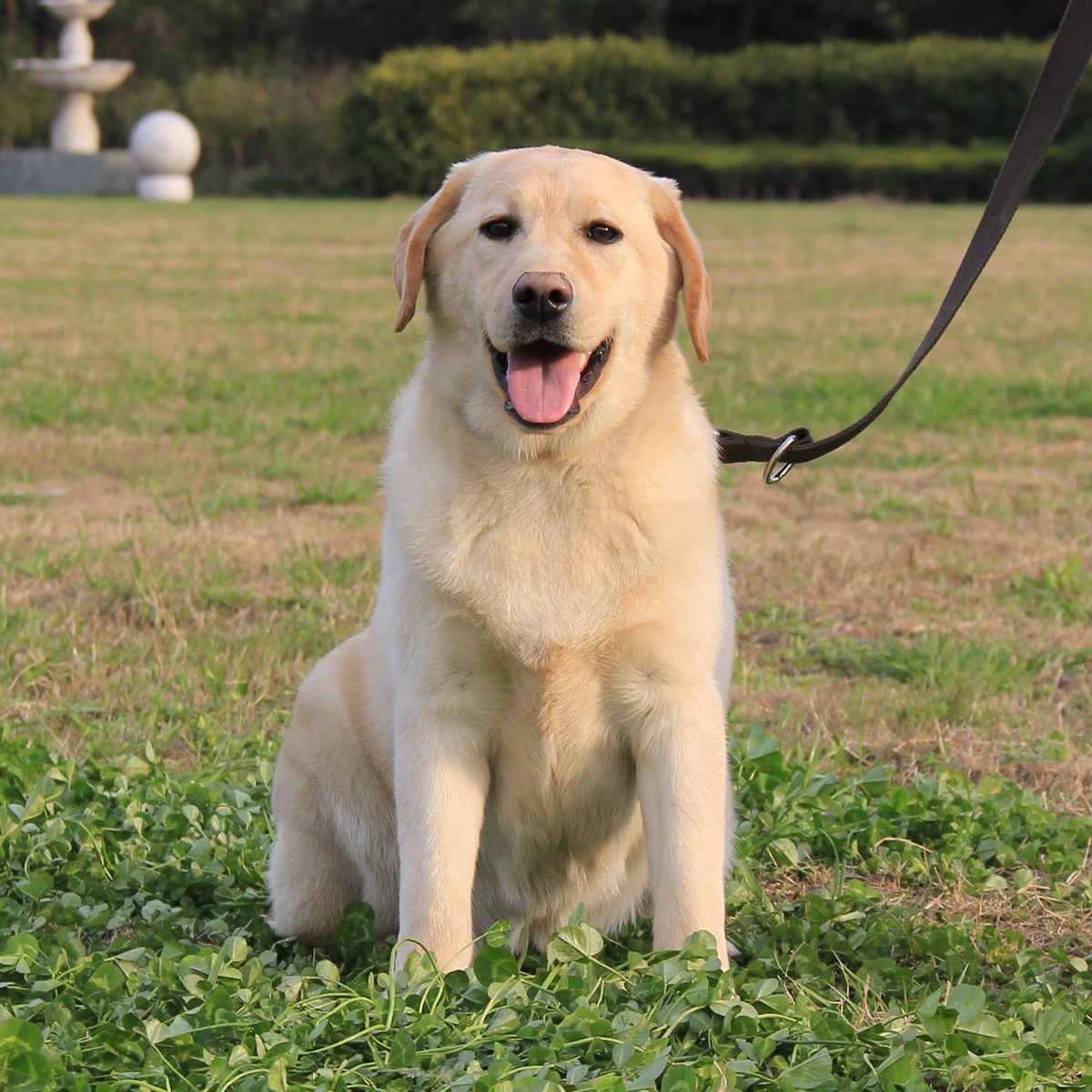 建议新手养的10种狗小型犬智商高,建议新手养的10种狗大型犬