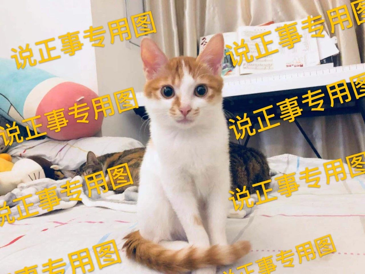 猫不能吃的食物,猫不能吃的鱼有哪些