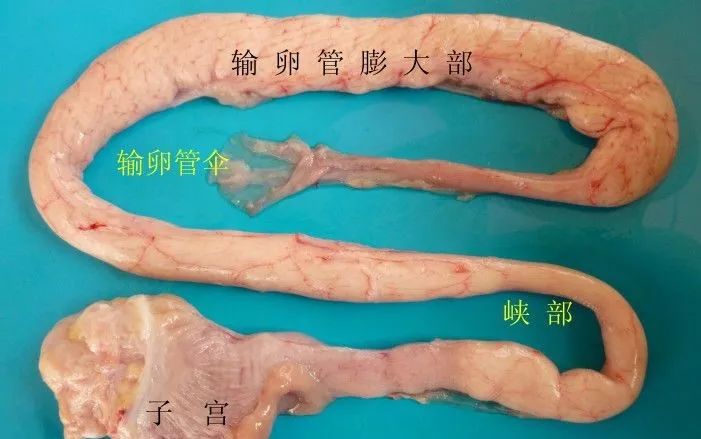 家禽常见疾病及检测方法书籍,家禽养殖疾病诊断