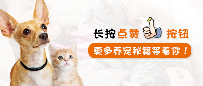 猫砂盆还没到猫咪乱拉怎么办,猫咪乱拉臭臭怎么办