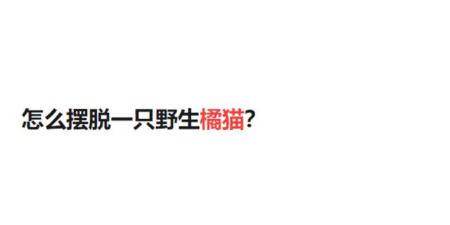 推荐养橘猫的6大原因,自从养了猫才知道它是那么粘人