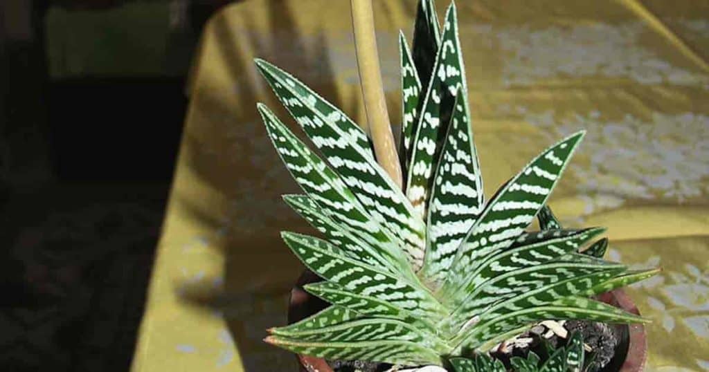 室内耐阴多肉植物推荐,多肉植物耐阴吗