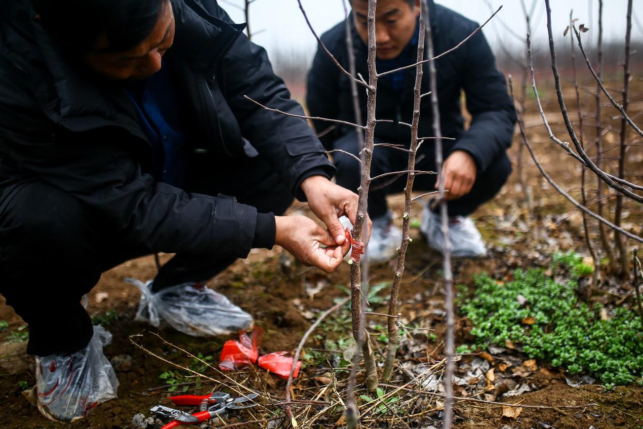 农民种树致富,种树致富之路