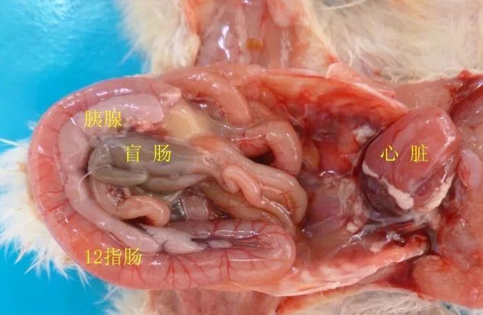 家禽常见疾病及检测方法书籍,家禽养殖疾病诊断