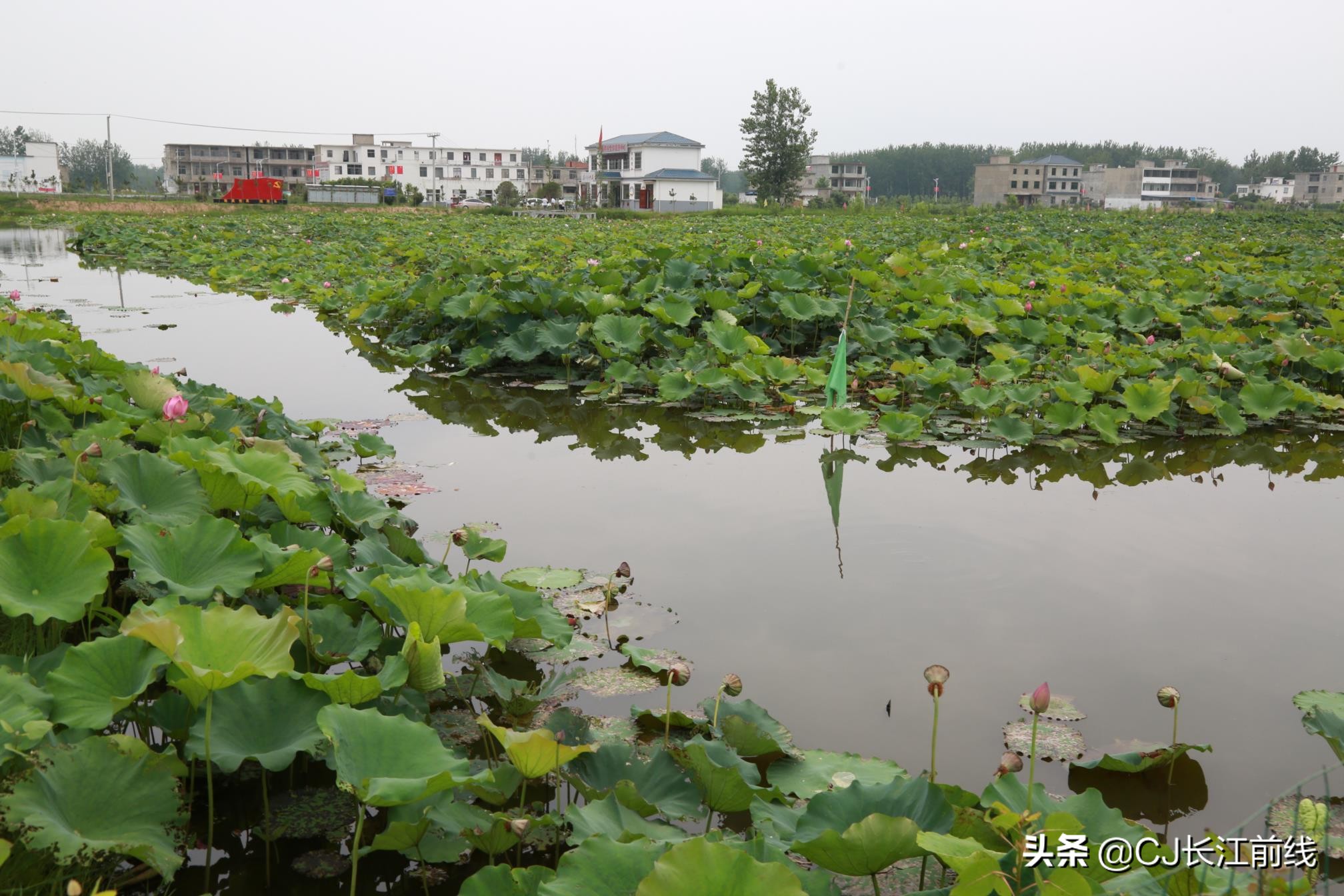 淮滨谷堆杨湾最新消息,淮滨谷堆杨湾风景