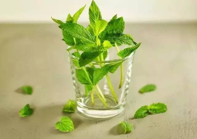 花生与薄荷,薄荷花生