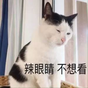 养猫药品,铲屎官必备养狗神器