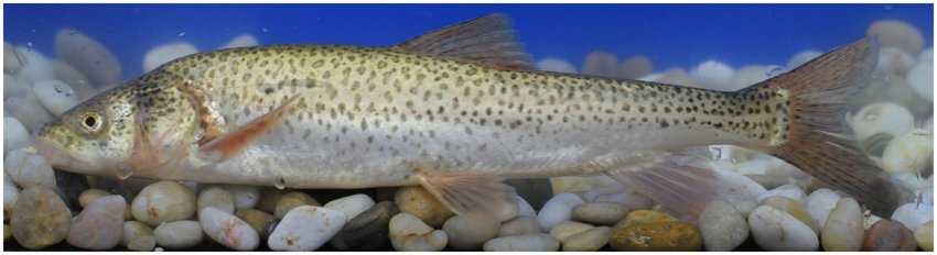 纳木错的“不动产”：年产3000吨鱼，青海湖成“前车之鉴”？