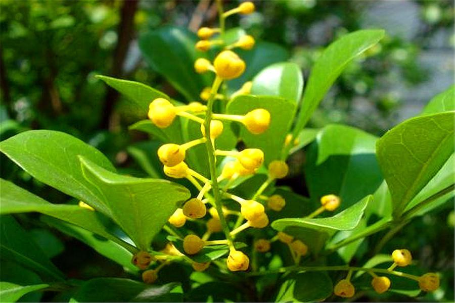 米兰花怎么快速养高大,新手养米兰花的正确方法