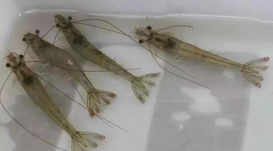 对虾吃料最快是哪个阶段,对虾吃料慢的解决办法
