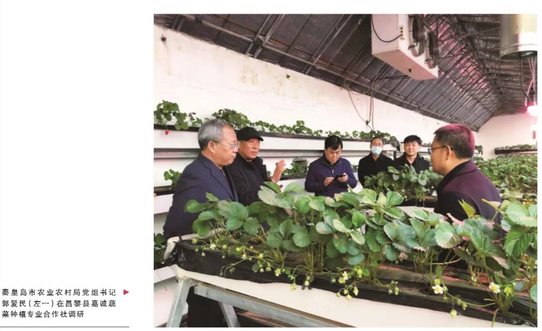 昌黎县嘉诚农业科技有限公司,昌黎县嘉诚蔬菜种植专业合作社