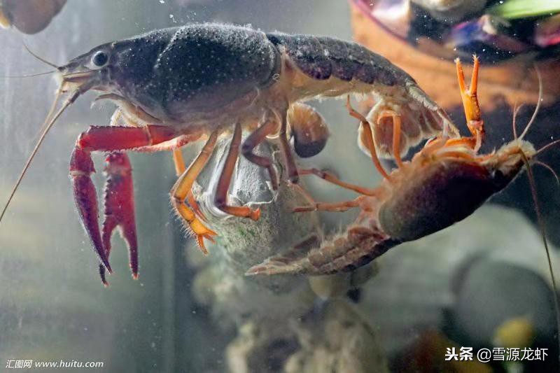 养龙虾需要具备哪些条件,龙虾养殖会遇到什么问题
