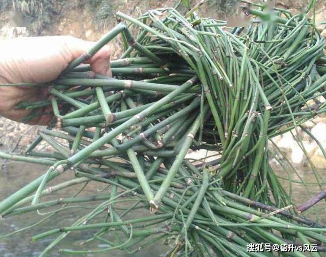 地里的节节草现在有吗,农田常见的节节草