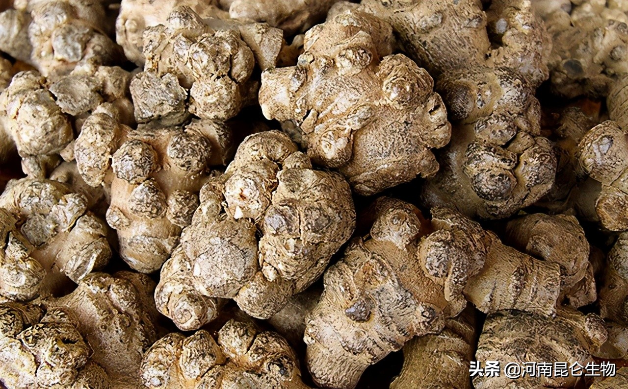 三七死苗烂根怎么治？三七重茬根腐用什么药好？三七黄叶病的防治