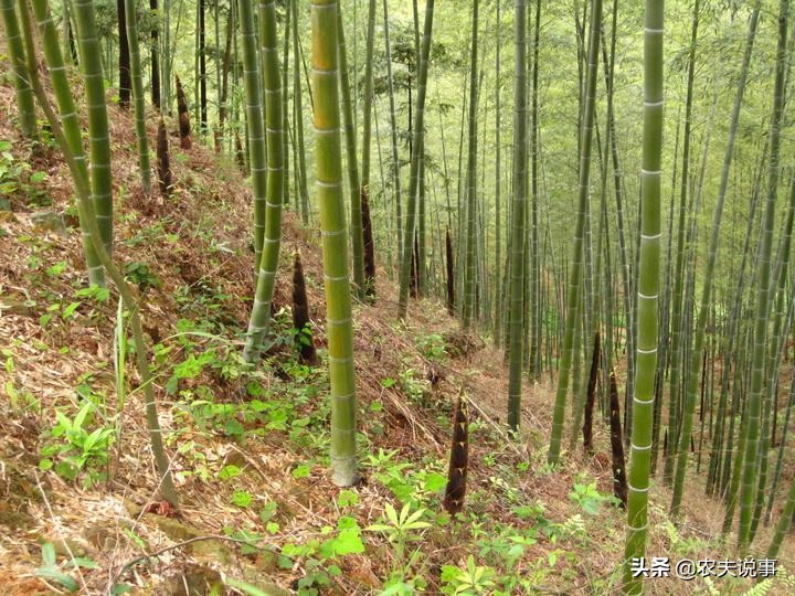 农村的竹子只能当柴烧？教你5个方法，让其变废为宝不愁卖不掉！