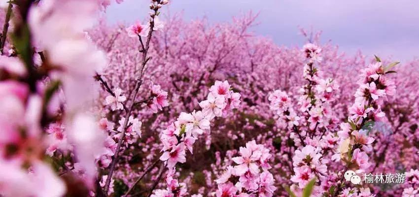 榆林沿黄线旅游,离榆林400公里好玩的地方