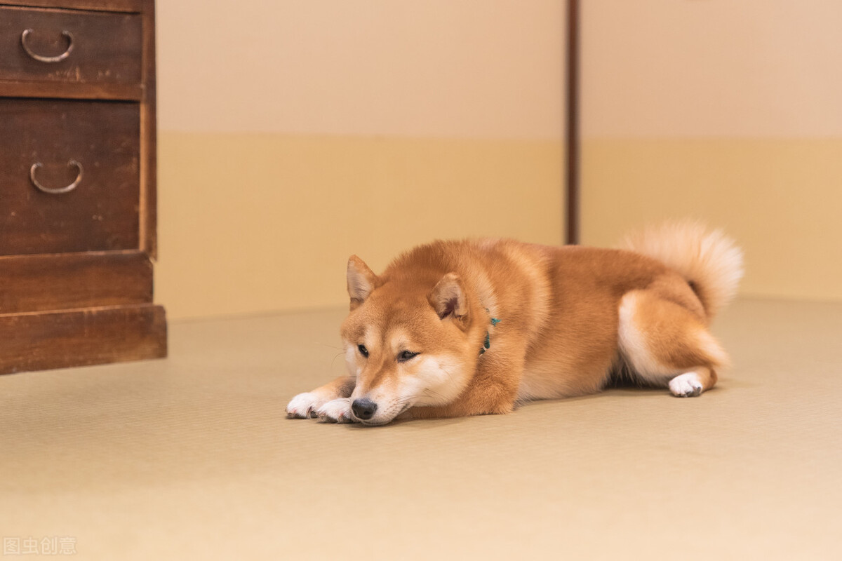 为什么不能养日本柴犬呢,柴犬有什么优点怎么那么呆萌可爱
