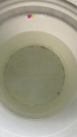贵州铜仁发现水中大熊猫桃花水母,小区人工湖现水中大熊猫桃花水母