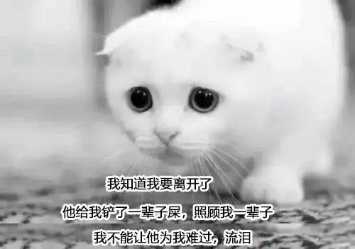 如果猫咪走丢了报警可以吗,猫咪走丢了如何把猫咪找回