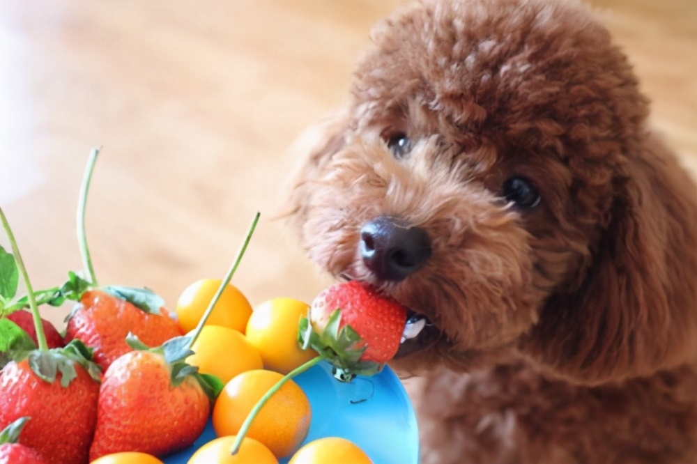 泰迪犬没有狗粮时吃什么食物好呢,泰迪犬喂狗粮好消化吗