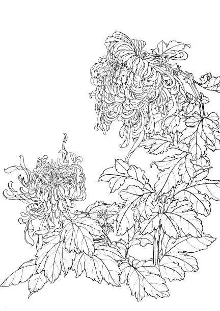 中国画菊花作品集锦,菊花花瓣白描的详细步骤