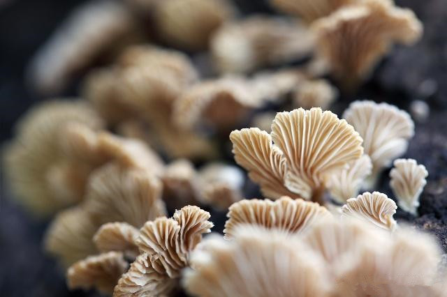 食用菌生产中的病虫害有哪些,食用菌种植方法及注意事项