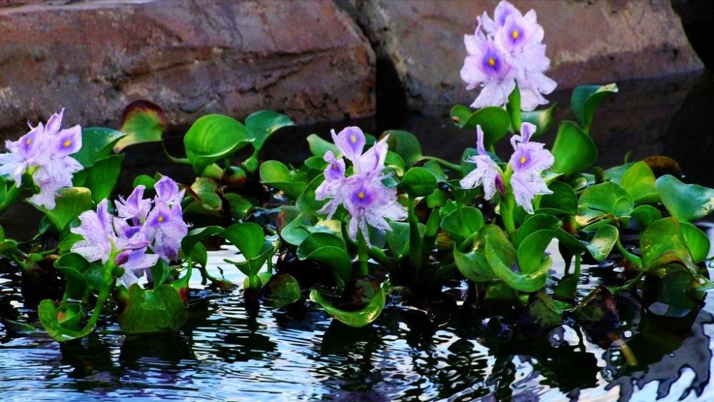 水葫芦入侵杂草,水葫芦的弱点太好笑