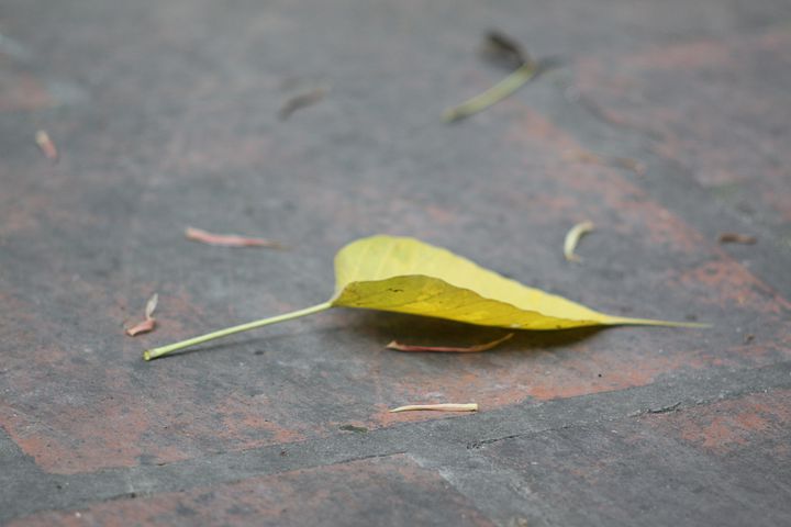 医学英文文献免费获取网站,英文论文文献查询网站