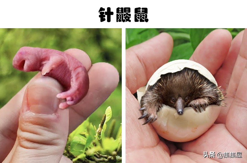 100多种你没见过的动物,十种你未见过的小型生物