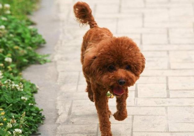 纯种泰迪犬脾气及介绍,纯种泰迪犬串串
