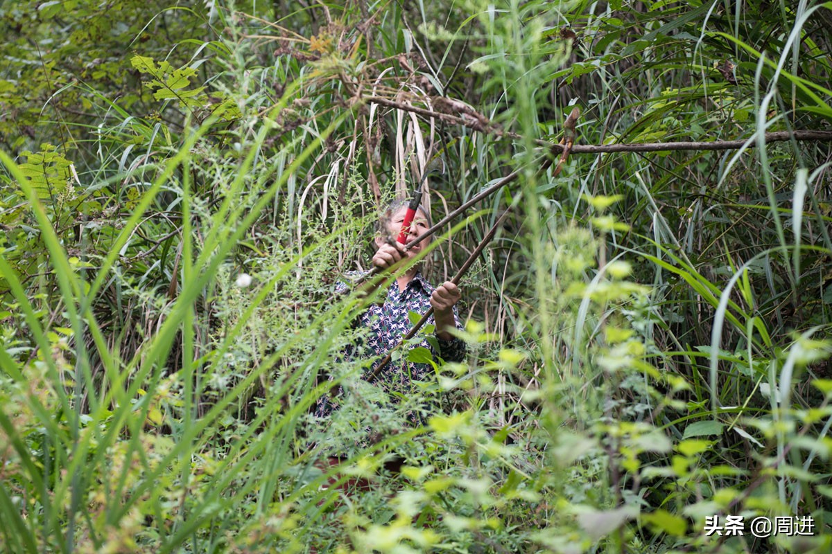 这种果子的果肉酷似一条虫子,野外发现一种奇怪的野果