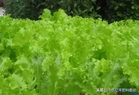 生菜种子怎么催芽,生菜种子催芽最简单的方法
